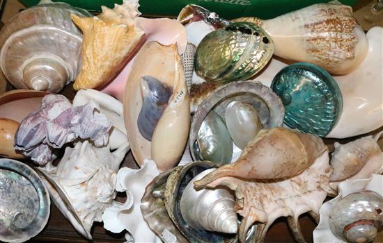 Collection of large sea shells